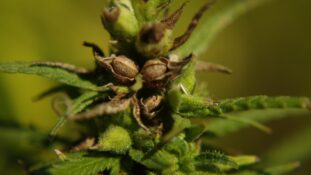 hemp, plant, close up, nature