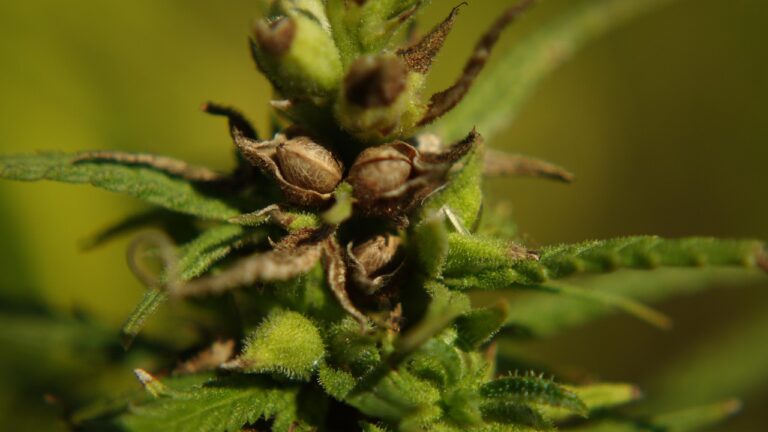 hemp, plant, close up, nature